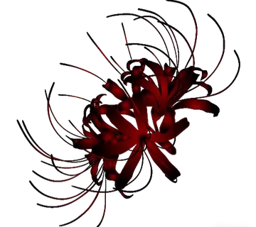 IMG 20260203 220503