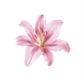 Untitled image