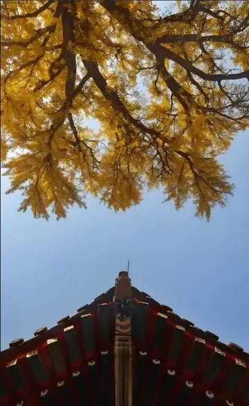 中心与对称4