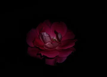 Untitled image