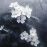 1000048012-8a1181