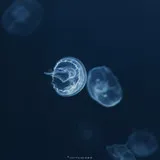Untitled image