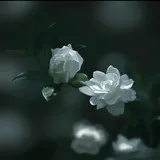 Untitled image