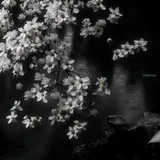Untitled image