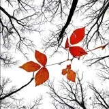 前景构图2