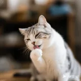 jimeng 2025 07 04 3595 猫咪舔毛的动作