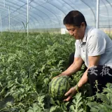 sanshigang watermelon farm