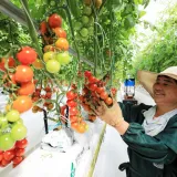feixi tomato farms