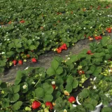 strawberry farm