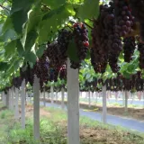 dawei grape farm
