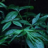 DSCF2176