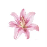 Untitled image