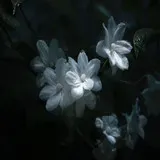 Untitled image