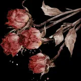 Untitled image