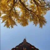 中心与对称4