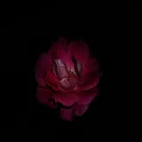 Untitled image