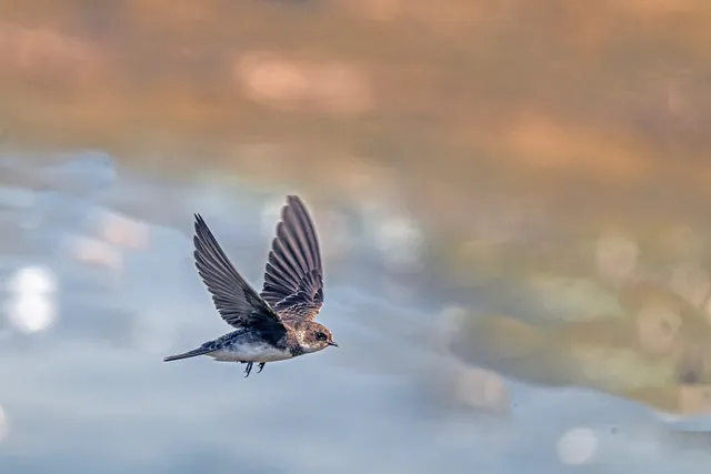 georg_wietschorke-swallow-10423828_1920