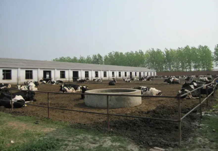 yili-dairy-farm-821107c1964a4d23dab38783e4d2dcba